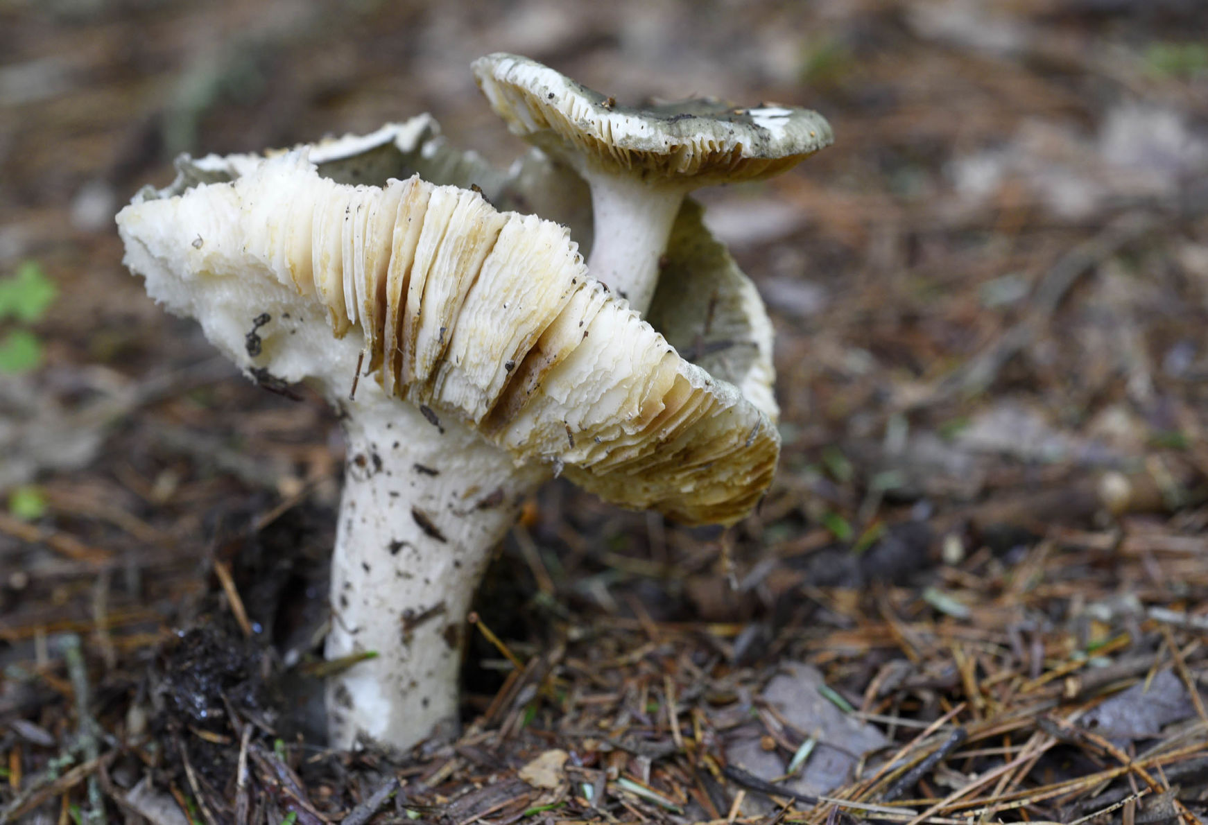 A mushroom makes room